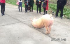 猪也会跪拜，浙江温州永嘉县奇闻